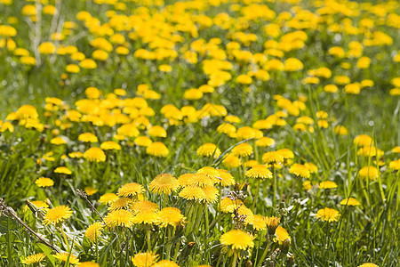 黄色dandelion 字段图片