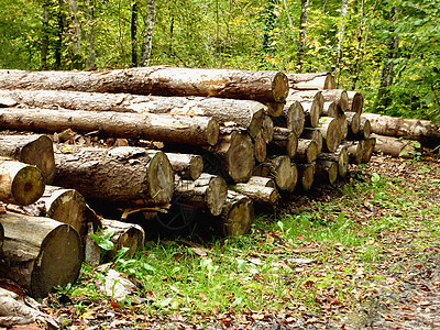 森林中的树苗林地柴堆记录砍伐工业树木制造业美丽林业叶子图片