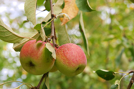 苹果水果红色生长环境闪光饮食植物乡村食物绿色植物背景图片