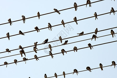 鸟类山雀天空动物柱子蓝色团体移民电缆野生动物乡村图片