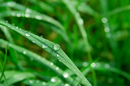 雨草地湿草农村草叶水滴刀刃生态叶子花园绿色植物草地反射背景