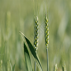 小麦耳朵种子农场植物农村粮食谷物农民草地环境图片