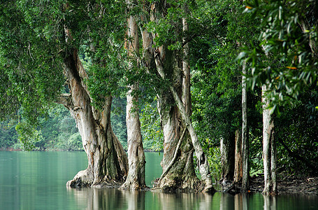 树中含水瀑布荒野风景环境活力溪流流动热带叶子公园图片
