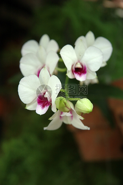 白兰花兰花美丽植物花朵植物学白色热带图片