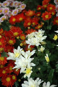 aster 键植物学叶子黄色宏观热带花园橙子红色植物翠菊图片