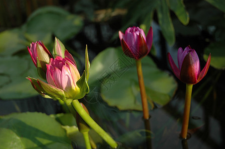 莲花花环境粉色绿色花朵植物学花园池塘美丽树叶植物图片