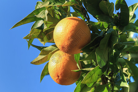树上的橙子植物蓝色收成晴天果汁绿色生长农场饮食生产图片