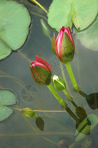 莲花花花朵树叶池塘阳光植物学绿色季节粉色花园植物图片