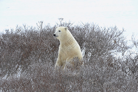 北极熊的嗅觉天气斗争日光运动荒野爪子海洋力量食肉濒危图片