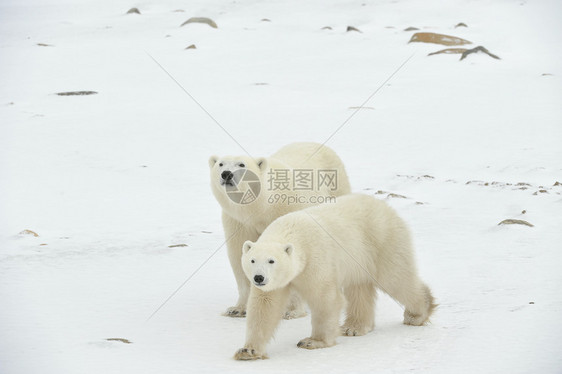 两只北极熊动物天气栖息地危险爪子海事旅行生物哺乳动物苔原图片