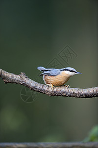 Nuthatch欧洲锡塔林地荒野蓝色花园栖息农村图片