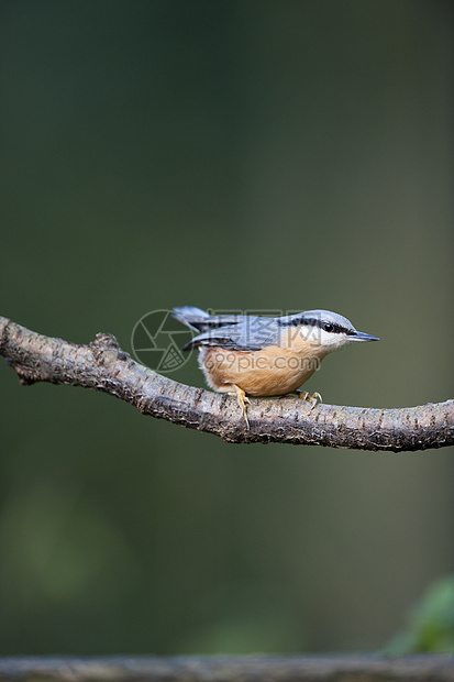 Nuthatch欧洲锡塔林地荒野蓝色花园栖息农村图片