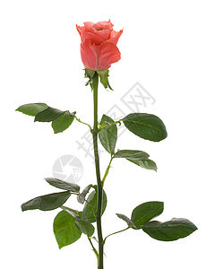 粉红玫瑰花红色花瓣叶子绿色展示花朵宏观玫瑰礼物白色图片