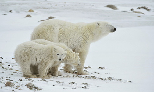 北极熊与幼崽孩子们寒冷天气危险生物婴儿爪子母性哺乳动物妈妈图片