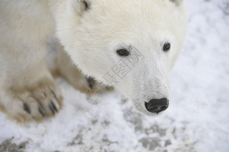 北极熊的肖像动物食肉毛皮捕食者爪子荒野生物旅行天气童年图片