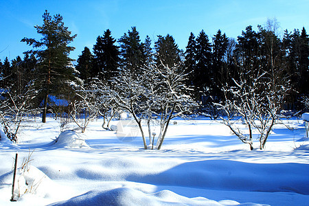 在阳光晴阳的天气下 冬季花园图片