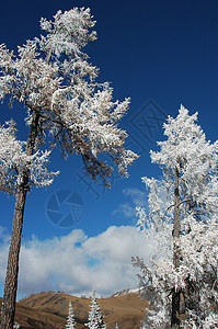 冬季的风景木头晴天天气植物群冻结季节公园旅行天空蓝色图片