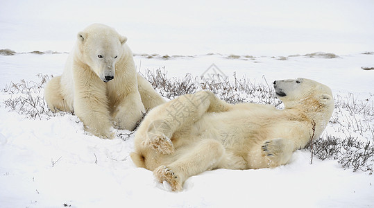 两只北极熊可以休息了蓝色危险鼻子动物栖息地野生动物食肉旅行爪子哺乳动物图片