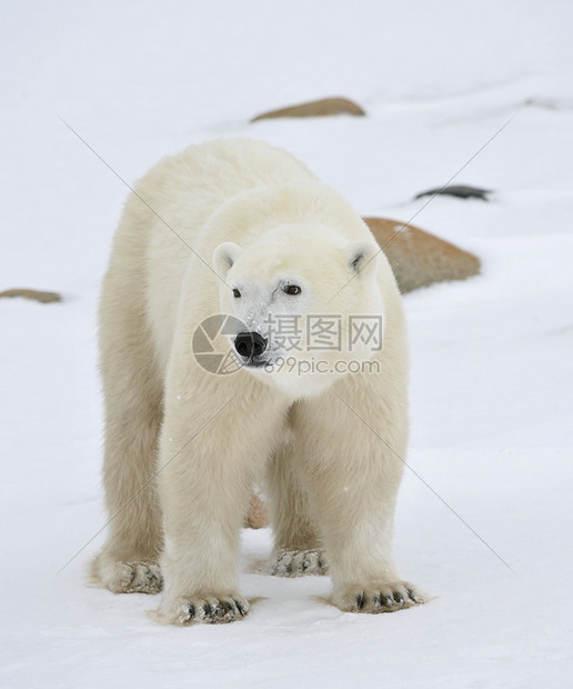 北极熊的肖像天气哺乳动物蓝色毛皮生物旅行危险栖息地野生动物爪子图片
