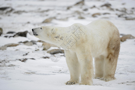 北极熊的肖像危险爪子动物苔原荒野童年捕食者哺乳动物蓝色生物图片