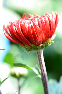 菊花花园红色植物图片