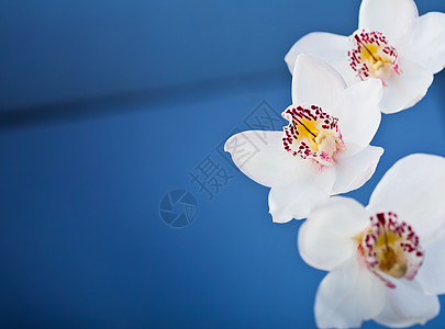 白兰花植物婚礼框架邀请函礼物植物学气候花瓣生日问候语背景图片