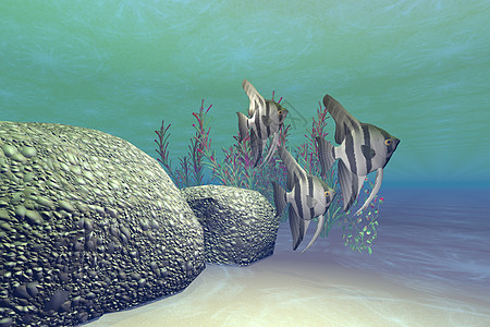 天使鱼蓝色珊瑚液体自由概念海洋团体游泳勘探挑战图片