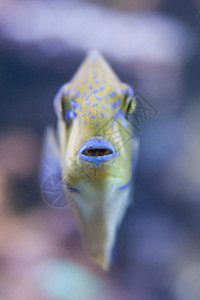 热带世界比尼诺丝大龙鱼浮潜珊瑚鼻独角海洋水族馆野生动物潜水动物情调异国图片