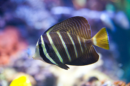 热带世界泽布拉索马德贾迪尼 唐赛芬珊瑚异国水族馆海洋野生动物斑马线情调游泳蓝色动物图片