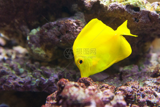 热带世界     斑马花粉 唐黄蓝色情调野生动物游泳水族馆潜水浮潜海洋异国珊瑚图片