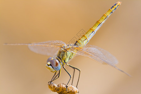 苍蝇共和性飞跃眼睛漏洞蜻蜓同峰宏观昆虫野生动物翅目飞行翅膀图片
