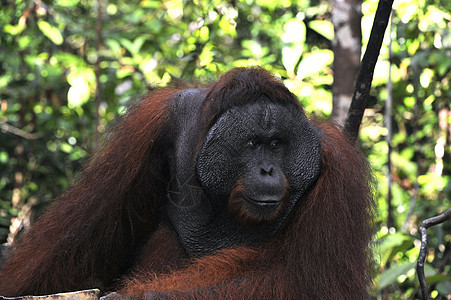 奥兰古坦的成年男性野生动物情感人科原始人丛林森林动物成人侏儒红褐色图片