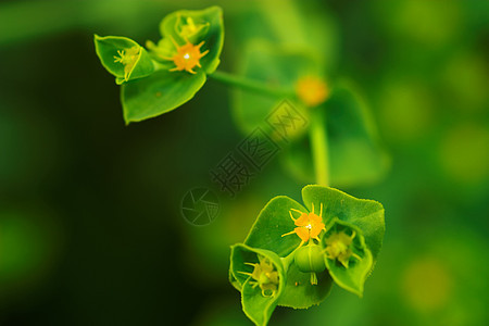 绿花向日葵花店花瓣植物群绿色花园花朵场地植物学太阳背景图片