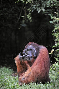 奥兰古坦的成年男性人科哺乳动物灵长类雨林成人猿猴原始人猩猩森林情感图片