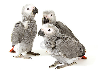 3只婴儿鹦鹉在白色上被孤立动物兄弟姐妹传说故事野生动物红色灰色荒野讲话图片