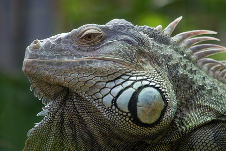 Iguana 肖像画森林旅行动物园皮肤野生动物热带舌头环境雨林动物图片