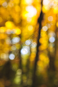 秋落背景背景植物群橙子植物生长黄色生活环境生态活力阳光图片
