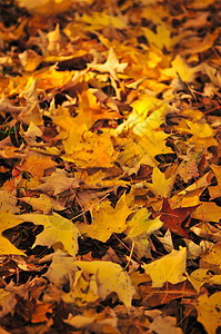 落叶叶子风景季节黄色树木晴天橙子太阳树叶公园图片