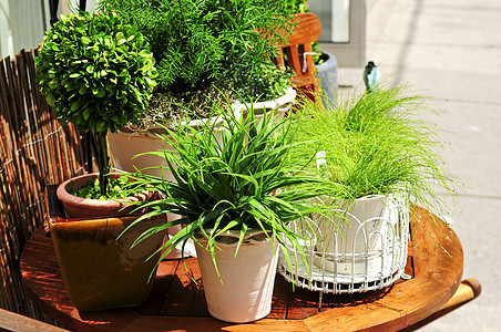 改良绿色植物桌子黏土集装箱播种机晴天植物爱好房子家具花园图片