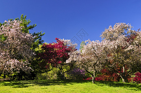 春天公园的开花果树图片