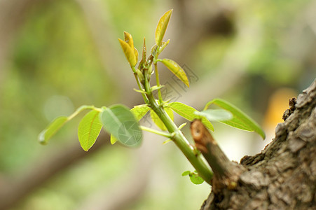 骆驼粳稻植物雏菊树叶叶子植被蔬菜图片