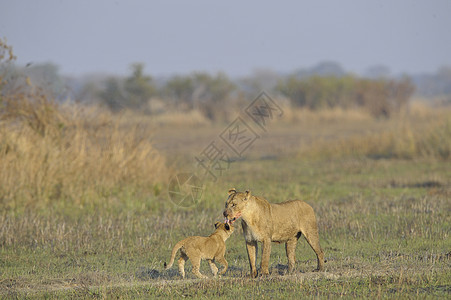 和幼崽一起打猎之后的狮子座哺乳动物小猫家庭孩子们荒野孩子幼崽童年狮子野生动物图片