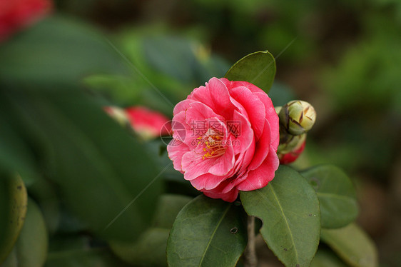 骆驼烟花图片