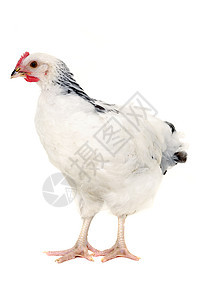 母鸡生长农业工作室宠物动物星星小鸡家禽白色食物图片