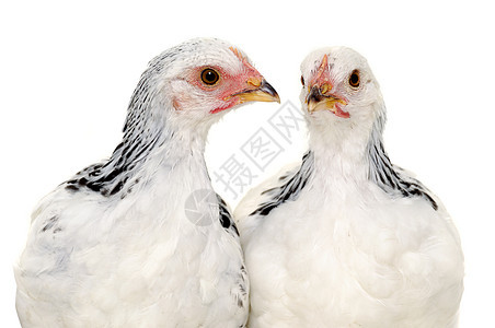 鸡生长公鸡动物流感小鸡黄色朋友家禽农场工作室背景图片