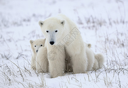 北极熊与幼崽寒冷母性天气危险鼻子哺乳动物童年生物海事苔原图片