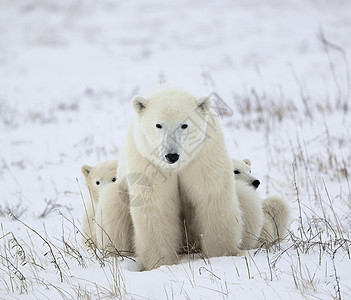 北极熊与幼崽苔原捕食者危险天气母性鼻子栖息地海事荒野婴儿图片