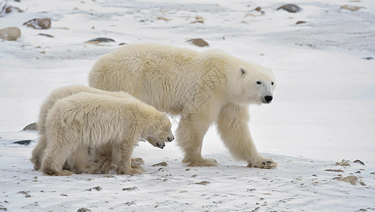 北极熊与幼崽苔原荒野动物母亲栖息地妈妈母性海事爪子孩子们图片