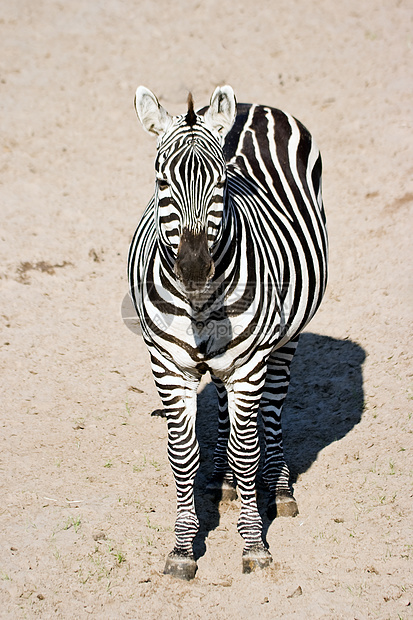 Zebra - 垂直图像图片