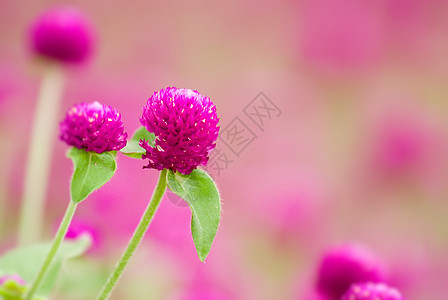 美丽的紫色花朵     淋膜花生长植物球体植物群场地叶子花园农村花束花瓣图片